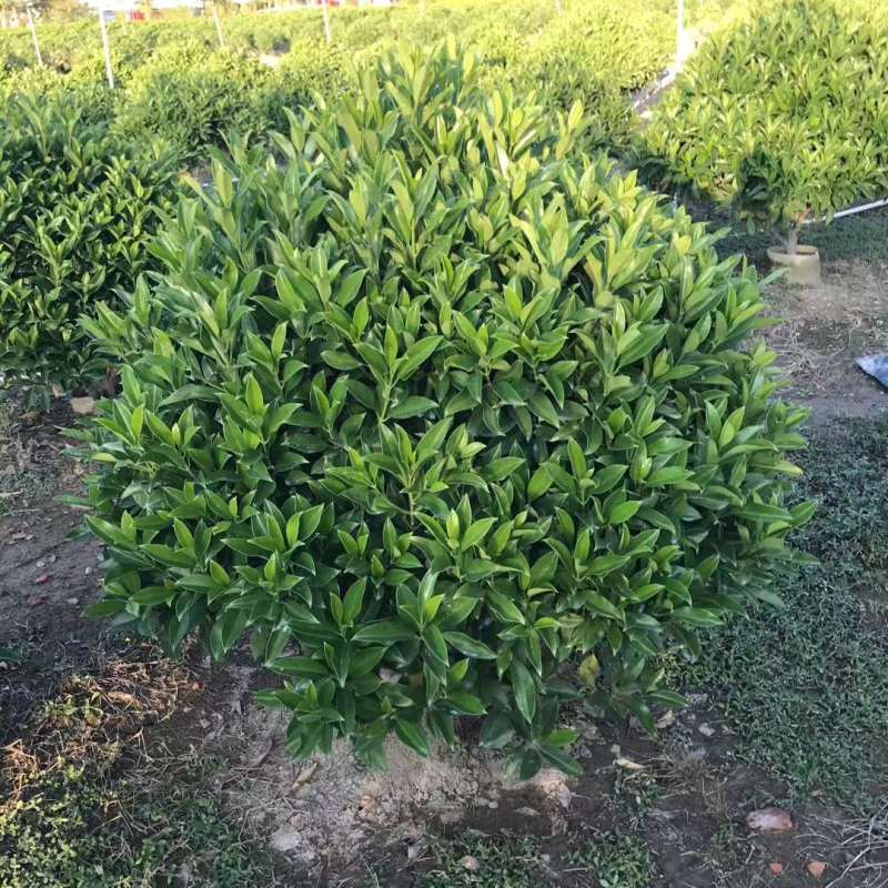 大量非洲茉莉球80至2米高出售