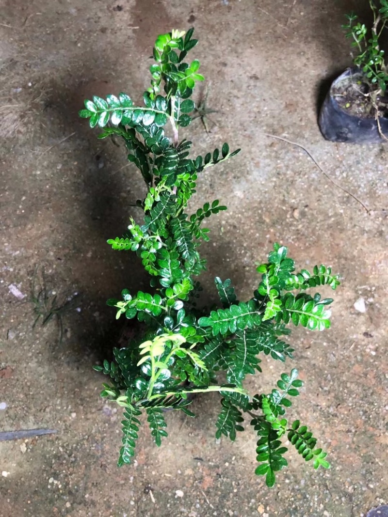 大量胡椒木七斤袋出售