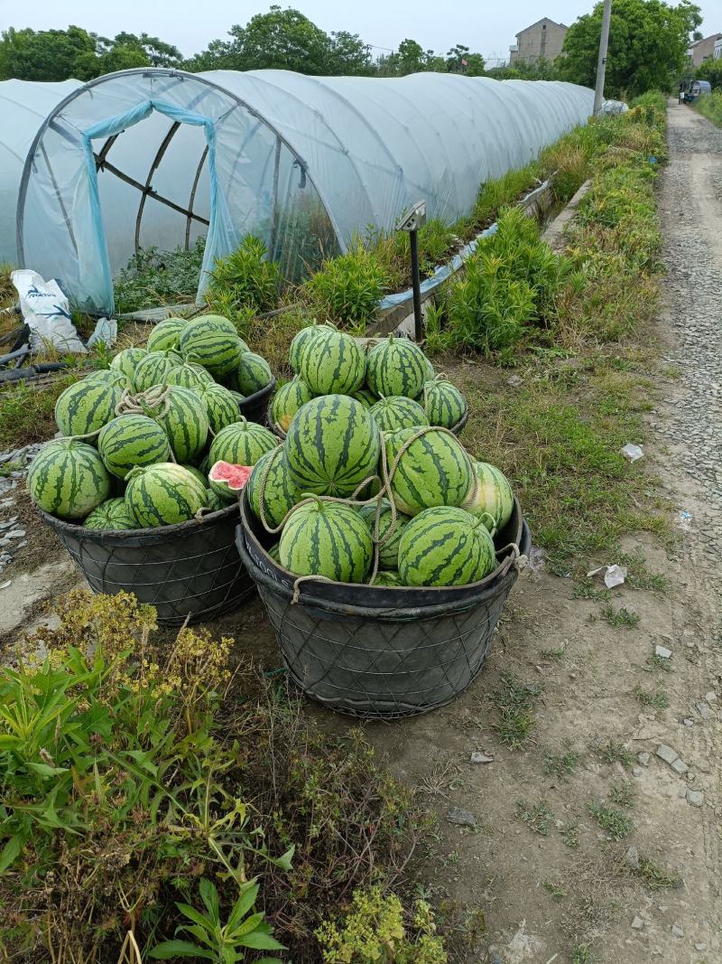 无籽美都大棚西瓜，货源充足，供货稳定，欢迎全国客户前来咨询