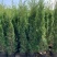 大量塔柏80至今2米高出售