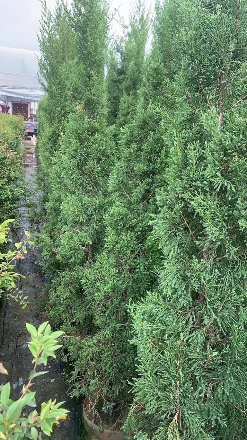 大量塔柏80至今2米高出售