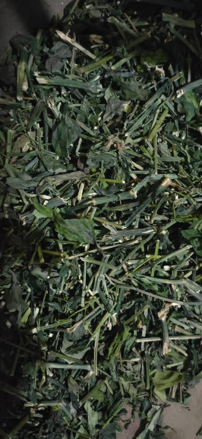 穿心莲全棵切段