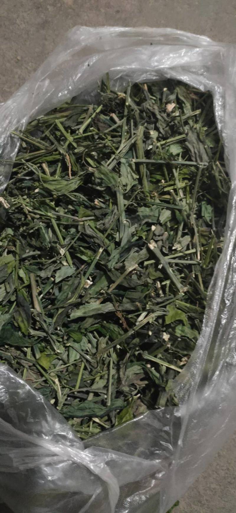 穿心莲全棵切段