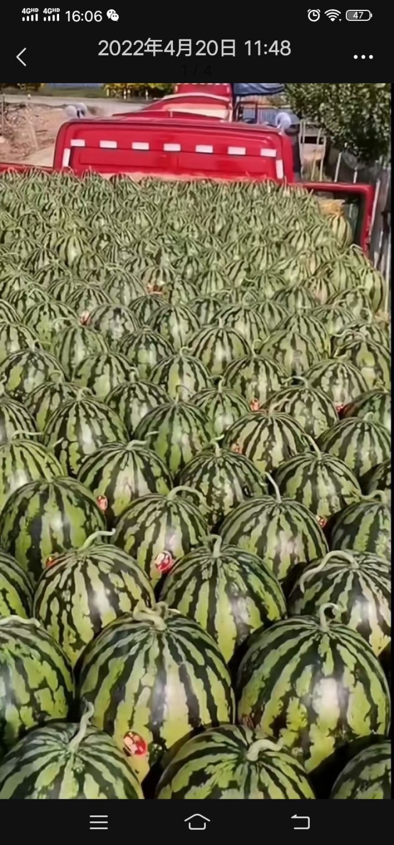 西瓜