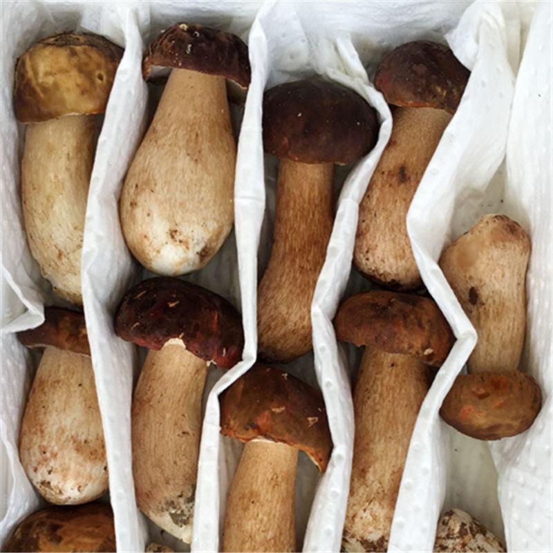 【现货】美味牛肝菌云南冰冻大脚菇蘑菇煲汤鲜