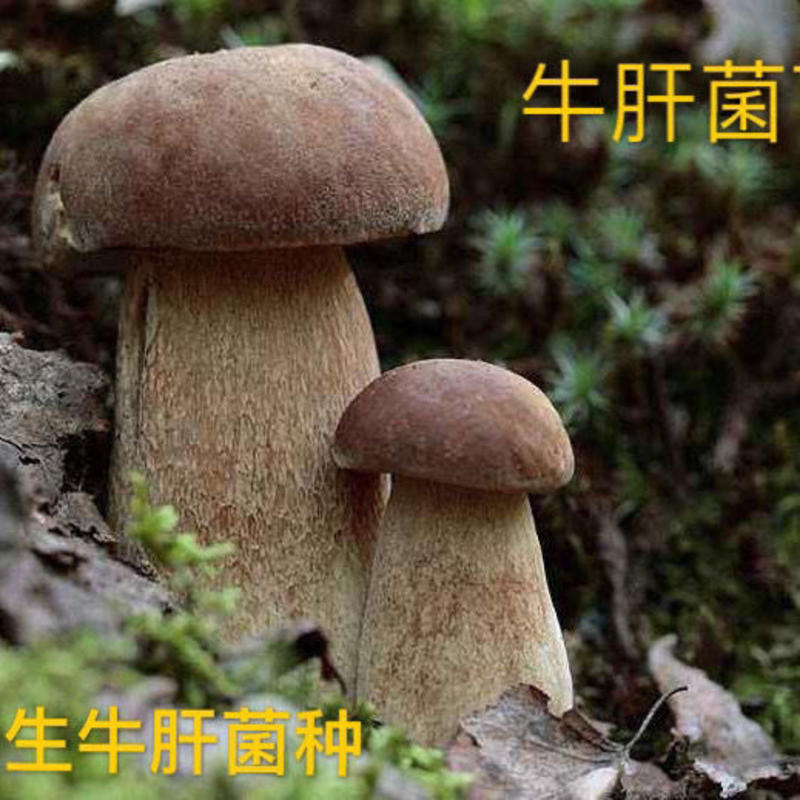 【现货】美味牛肝菌云南冰冻大脚菇蘑菇煲汤鲜