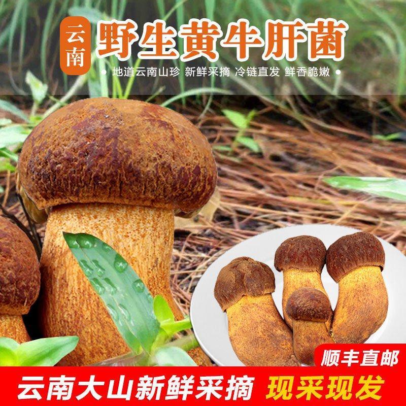 【现货】新鲜黄牛肝菌云南野生菌黄赖头食用蘑菇煲汤香菇菌