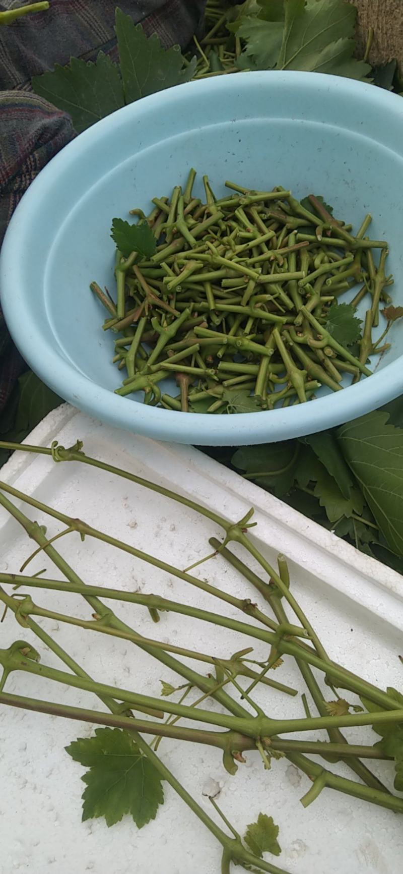 葡萄青枝接穗嫁接绿枝芽，牙苞饱满，顺风空运邮寄，基地直发