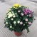龙爪菊盆栽高端菊四季开花苗龙爪花型阳台庭院好养