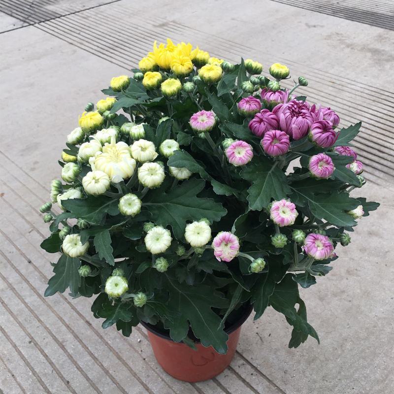龙爪菊盆栽高端菊四季开花苗龙爪花型阳台庭院好养