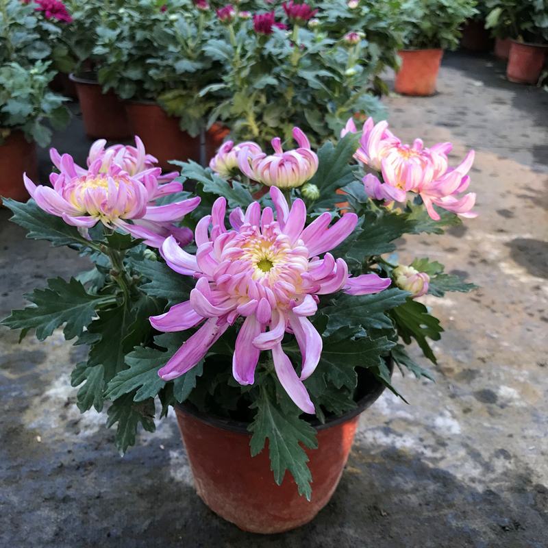 龙爪菊盆栽高端菊四季开花苗龙爪花型阳台庭院好养