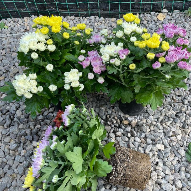 龙爪菊盆栽高端菊四季开花苗龙爪花型阳台庭院好养