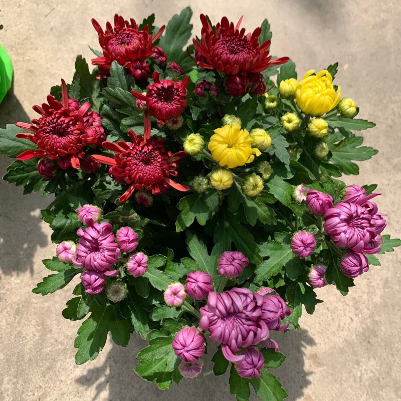 龙爪菊盆栽高端菊四季开花苗龙爪花型阳台庭院好养