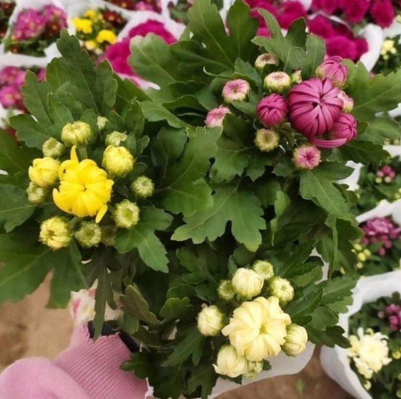 龙爪菊盆栽高端菊四季开花苗龙爪花型阳台庭院好养