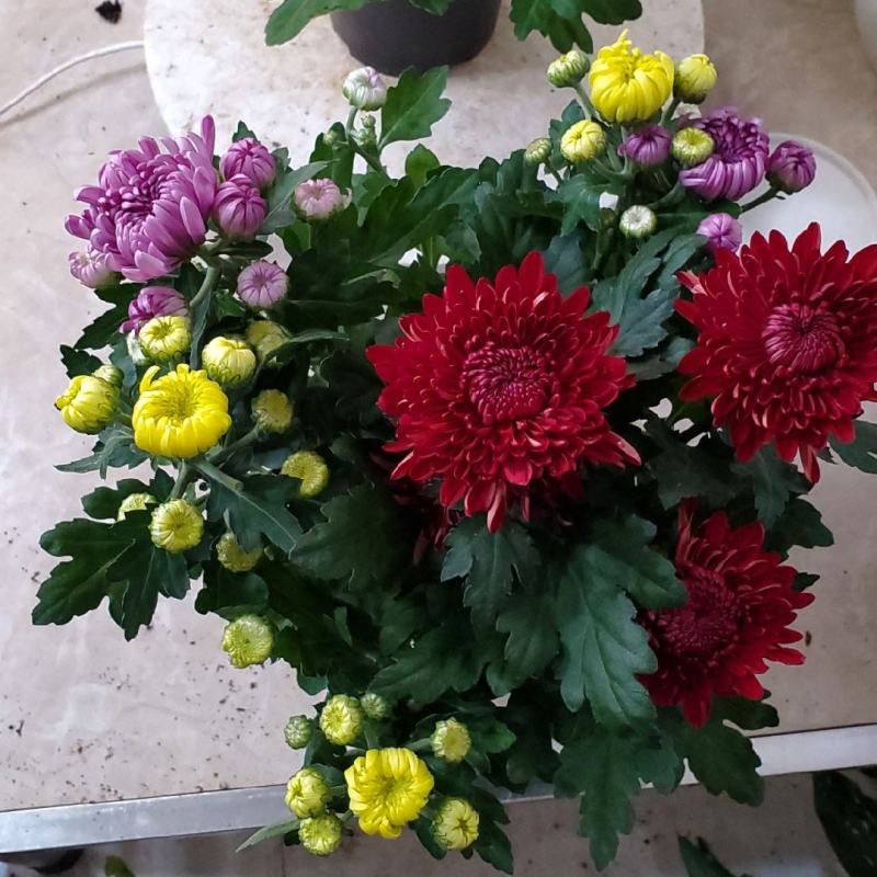 龙爪菊盆栽高端菊四季开花苗龙爪花型阳台庭院好养