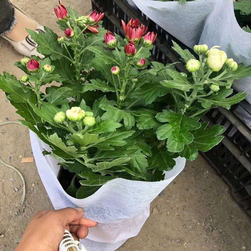 龙爪菊盆栽高端菊四季开花苗龙爪花型阳台庭院好养