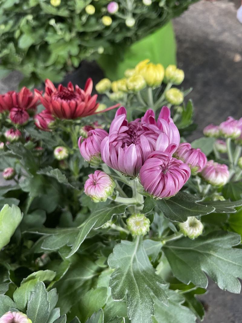 龙爪菊盆栽高端菊四季开花苗龙爪花型阳台庭院好养