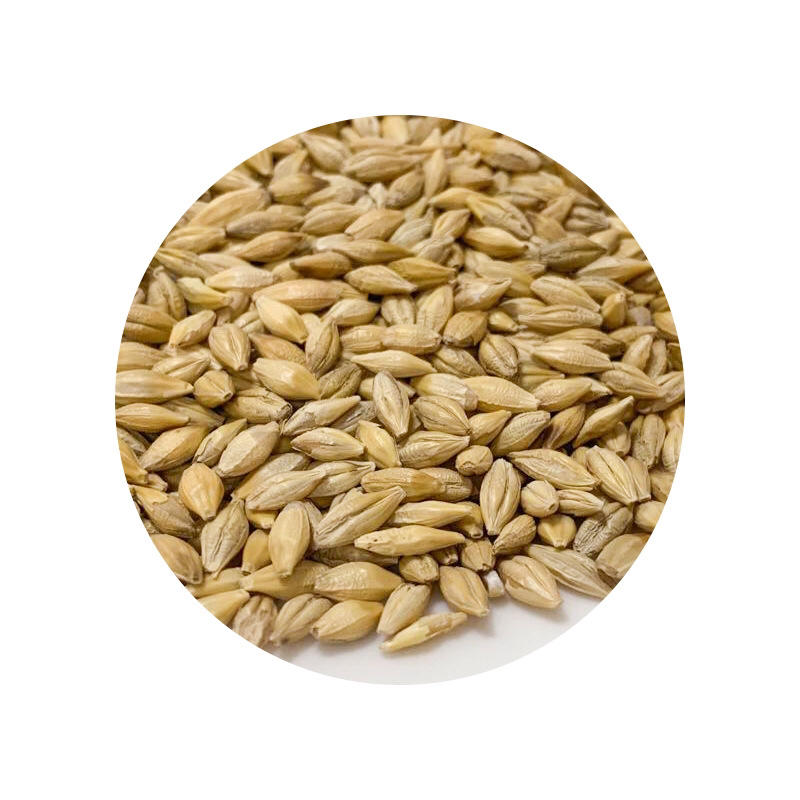 大麦带壳大麦芽酿酒饲料发麦农作谷物100斤袋装现货