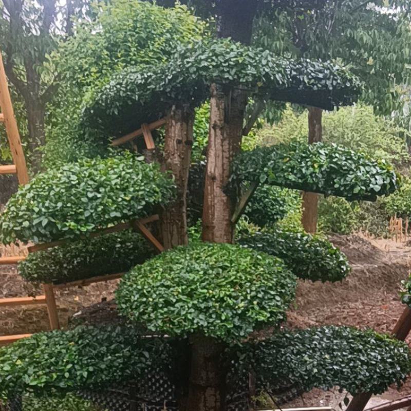 造型小叶女贞