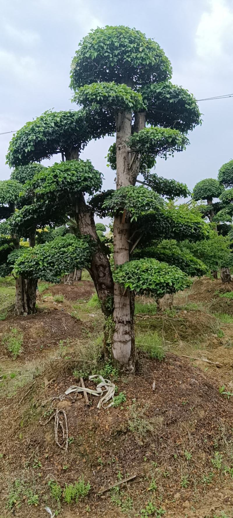 造型小叶女贞