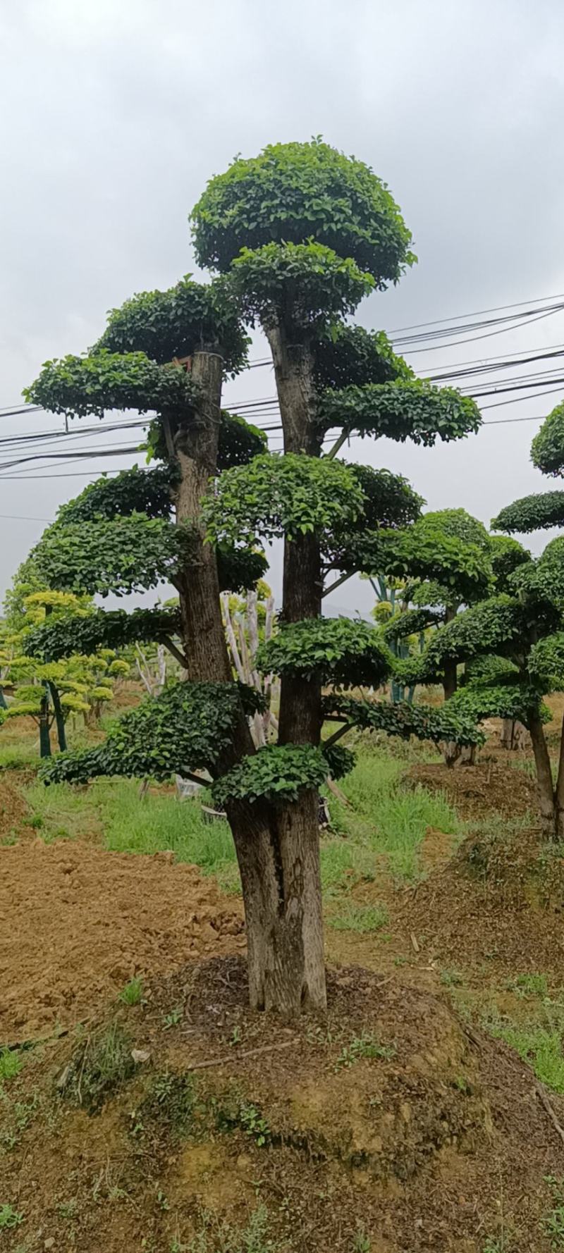 造型小叶女贞