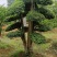 造型小叶女贞