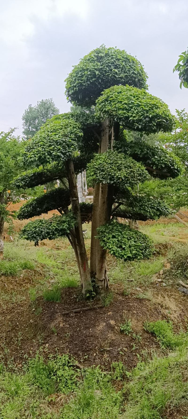 造型小叶女贞
