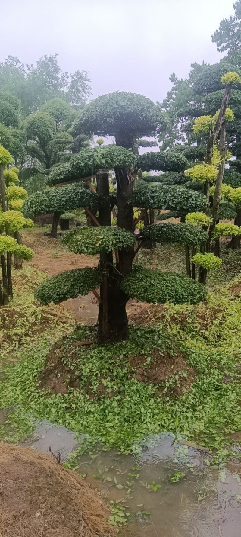 造型小叶女贞