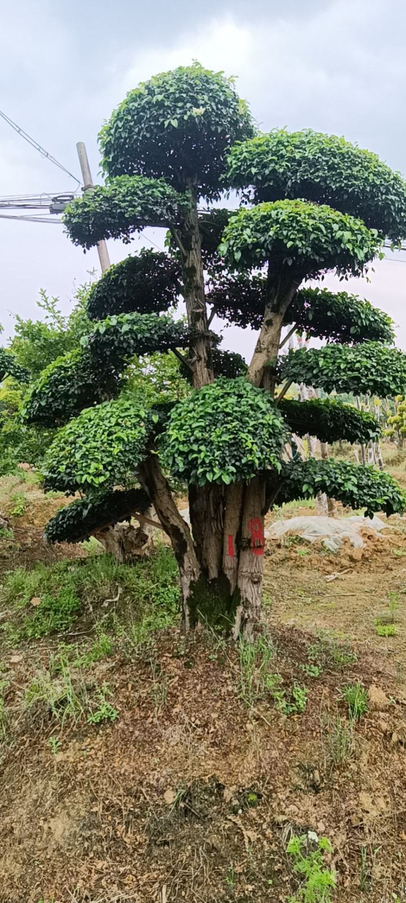 造型小叶女贞