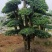 造型小叶女贞
