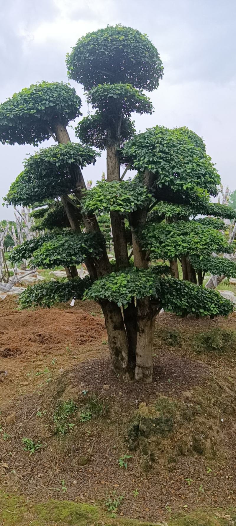 造型小叶女贞