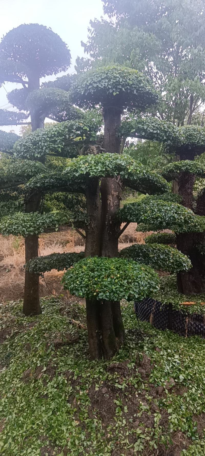 造型小叶女贞
