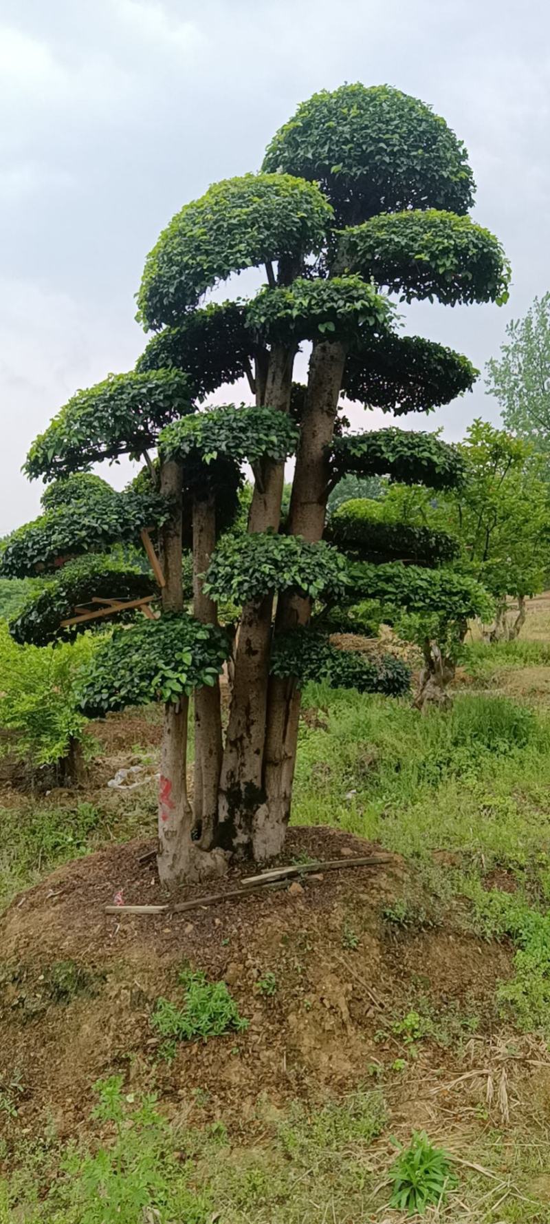 造型小叶女贞