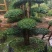 造型小叶女贞