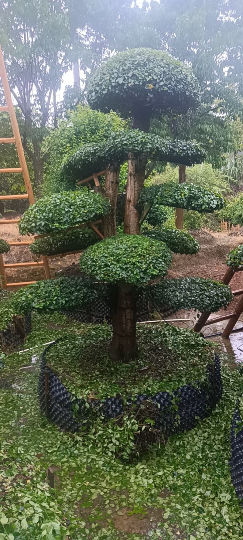 造型小叶女贞