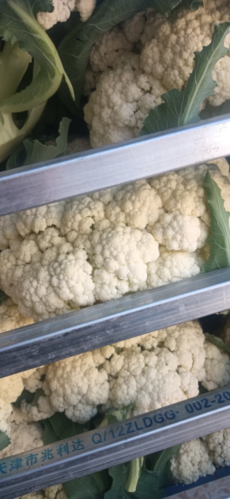 有机菜花大量上市客商电商有需要的联系我，