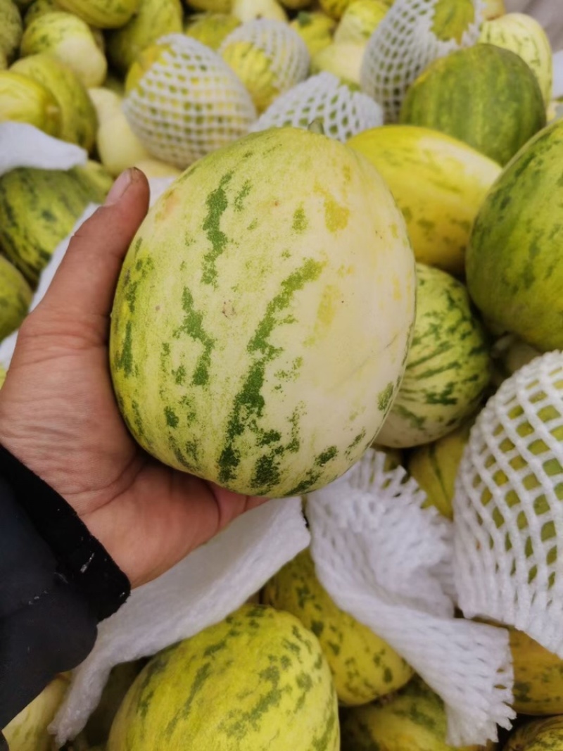 陕西渭南新姑娘甜瓜已大量上市货源充足
