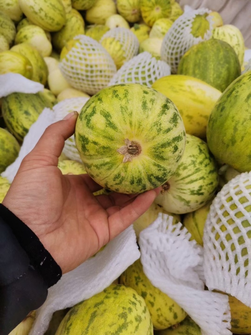 陕西渭南新姑娘甜瓜已大量上市货源充足