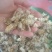 【傲宇药材】菊花药用菊花过筛诚信药材