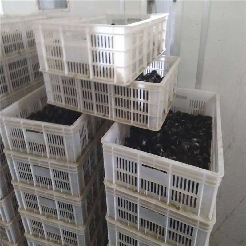 富裕家禽珍珠鸡苗厂家直销批发零售脱温苗，包疫苗