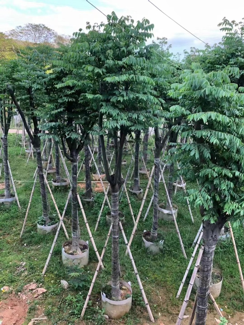 黄山栾树以叫国庆花12一15公分。