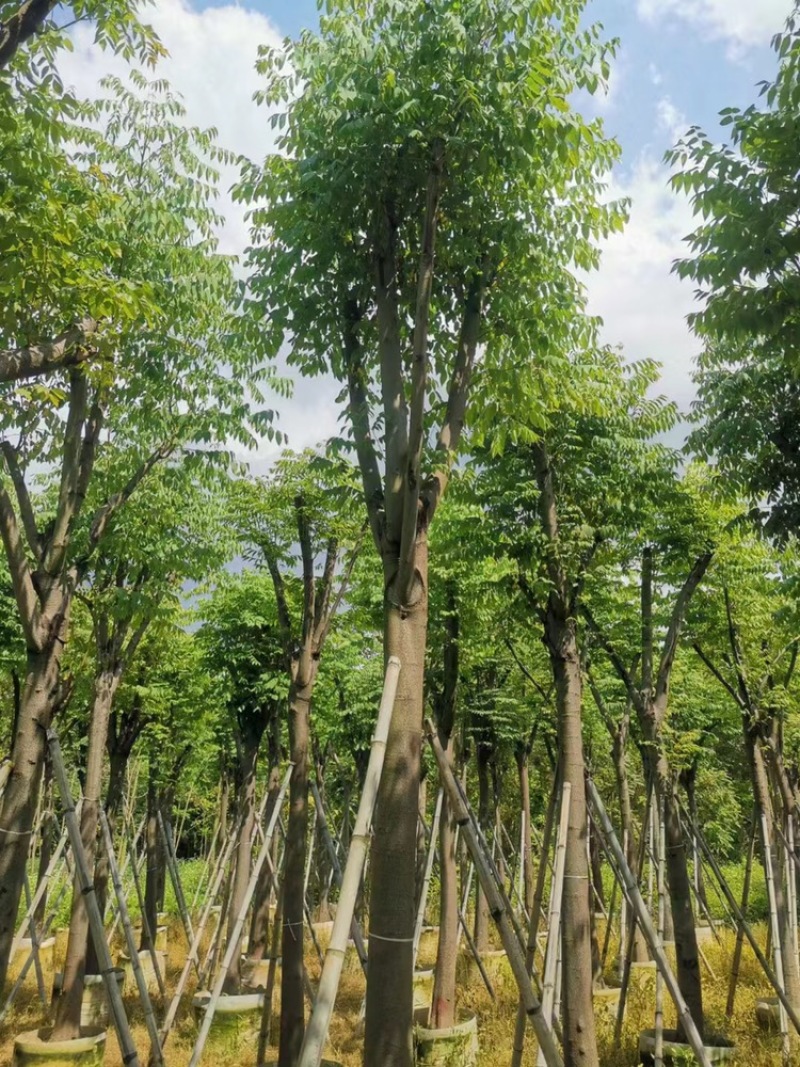 黄山栾树以叫国庆花12一15公分。