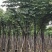 黄山栾树以叫国庆花12一15公分。