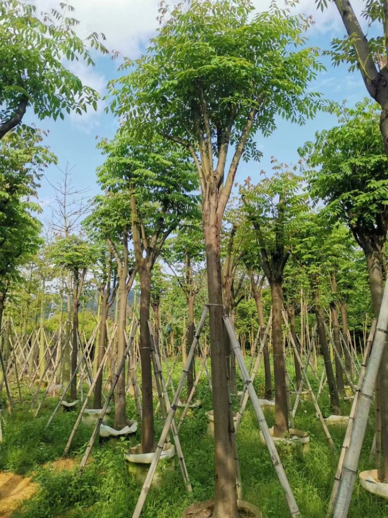 黄山栾树以叫国庆花12一15公分。