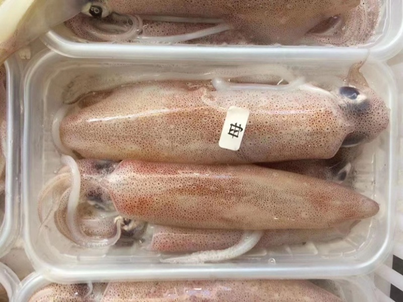 东山活冻带饭小管带籽母管有糕满膏红管鱿鱼一口管脆管海灯捕