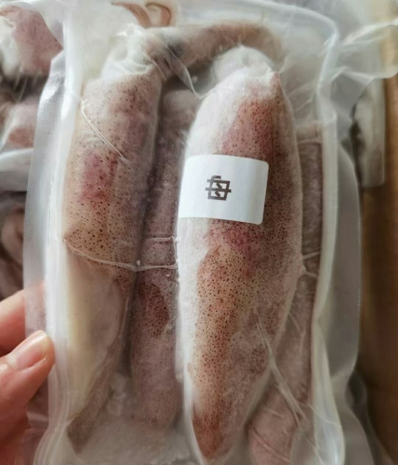 东山活冻带饭小管带籽母管有糕满膏红管鱿鱼一口管脆管海灯捕