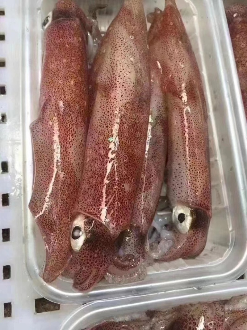 东山活冻带饭小管带籽母管有糕满膏红管鱿鱼一口管脆管海灯捕