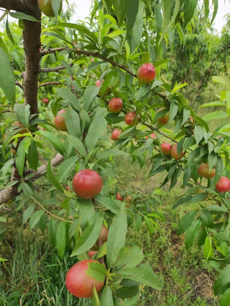 湖北油桃，金蕾曙光中油系列，黄油桃，万亩基大量供应