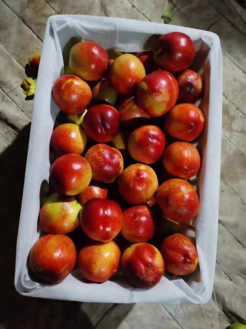 湖北油桃，金蕾曙光中油系列，黄油桃，万亩基大量供应