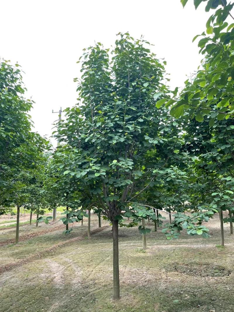 红花，白花，黄花，玉兰